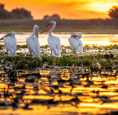 Wonder Of Romania Danube Delta